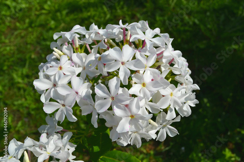 White phlox flowers. Closeup. Gardening. 