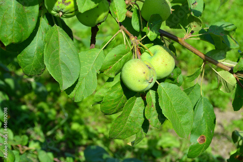 Green apples on apple-tree. Gardening. Closeup 