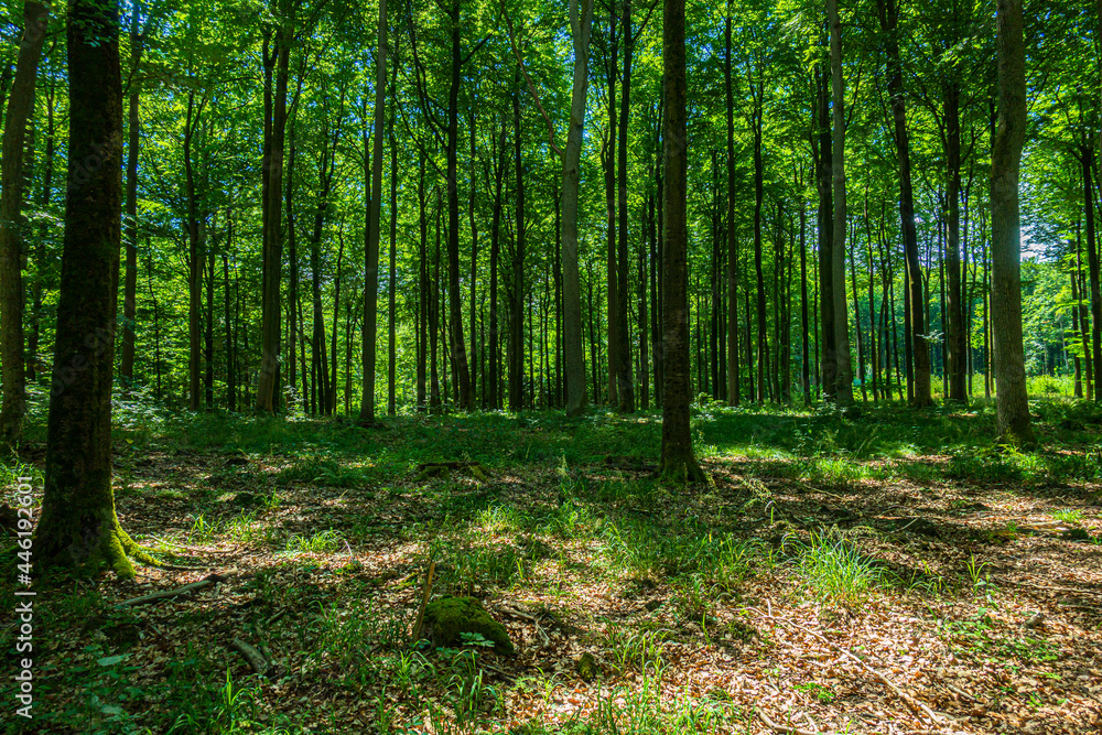 Las drzewa puszcza park krajobraz gęsty stary zielony zieleń cień światło naturalny buk Las drzewa puszcza park krajobraz gęsty stary zielony zieleń cień światło naturalny buk