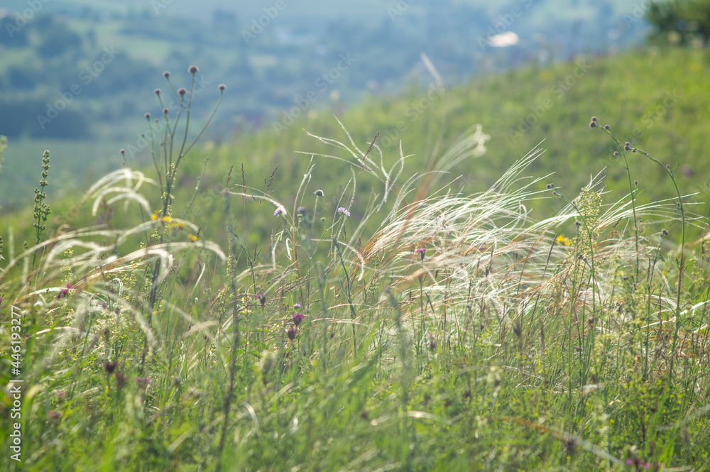 Feather grass in the meadow close up, beautiful summer landscape