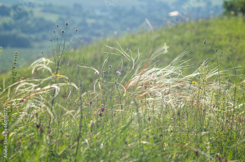Obraz na płótnie Feather grass in the meadow close up, beautiful summer landscape w salonie