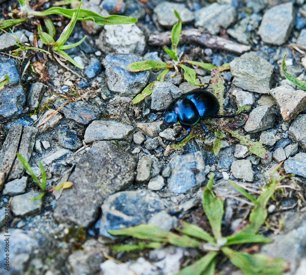Escarabajo en naturaleza