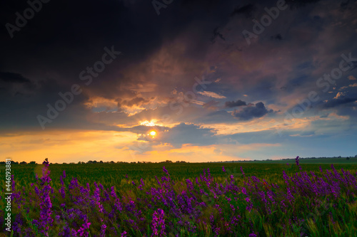 beautiful summer landscape at sunset, wheat field with wild flowers, colorful sky and sunlight through the clouds