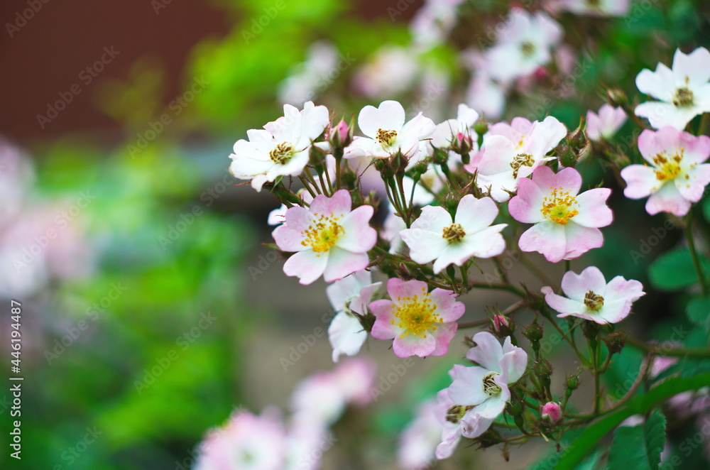 Delicate,beautiful, pale pink rosehip flowers with large yellow buds bloomed in the garden. Flowering bush Rosa majalis, Rosaceae Delicate,beautiful, pale pink rosehip flowers with large yellow buds bloomed in the garden. Flowering bush Rosa majalis, Rosaceae