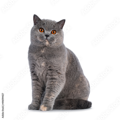 Fabulous young adult blue tortie British Shorthair cat, sitting facing front. Looking towards camera with big orange eyes. Isolated on a white background.