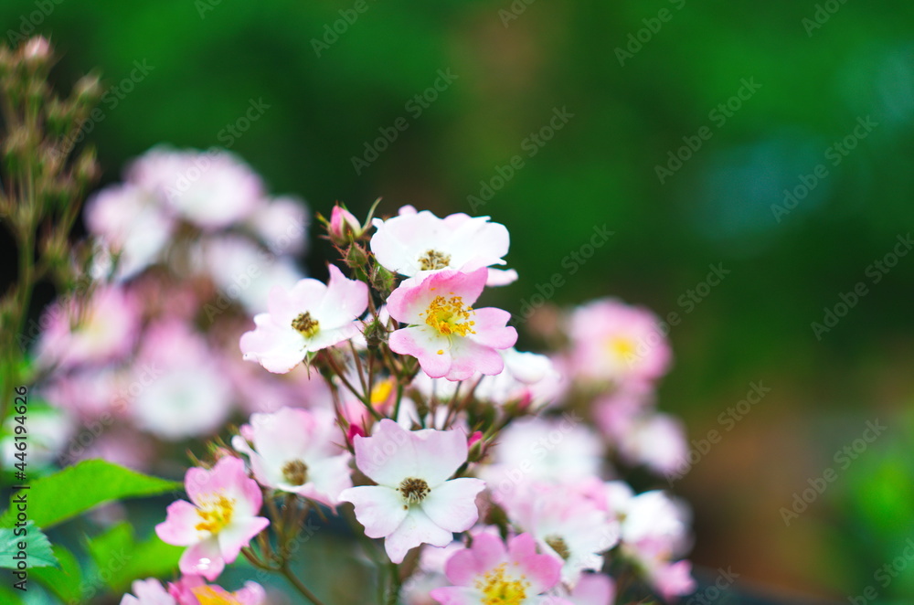 Delicate,beautiful, pale pink rosehip flowers with large yellow buds bloomed in the garden. Flowering bush Rosa majalis, Rosaceae Delicate,beautiful, pale pink rosehip flowers with large yellow buds bloomed in the garden. Flowering bush Rosa majalis, Rosaceae