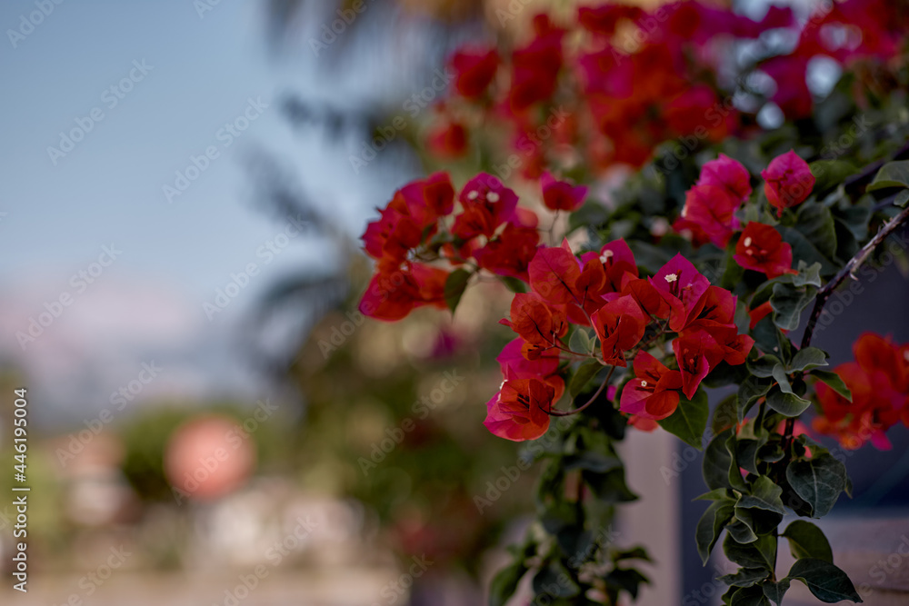 Blooming bougainvillea flower. Bougainvillea red bright flowers, floral background. Bougainvillea flowers as a background