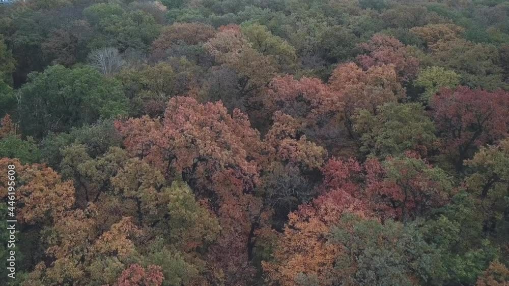 Flying over the park in autumn, colorful treetops. City on the horizon Flying over the park in autumn, colorful treetops. City on the horizon