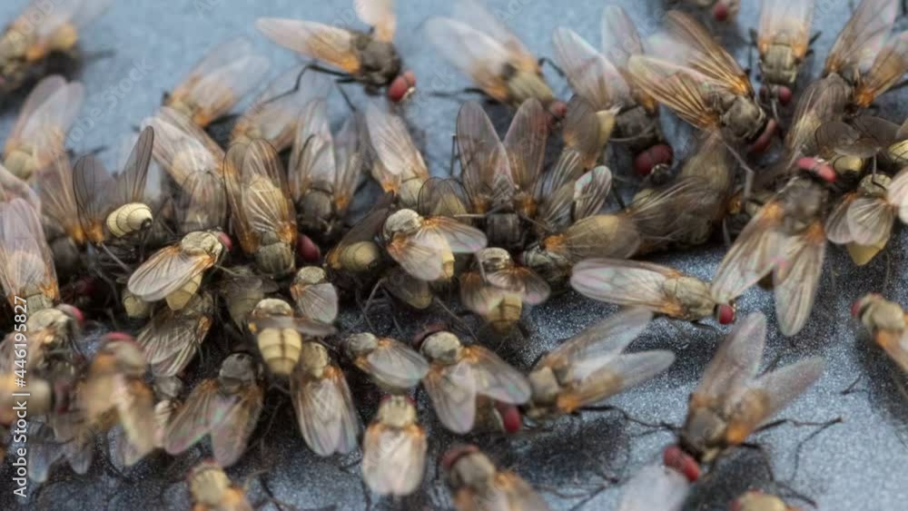Macro shot of flock of flies. Slow motion shot lots of flies pounced on prey. Waste, garbage, infection transfer concept Macro shot of flock of flies. Slow motion shot lots of flies pounced on prey. Waste, garbage, infection transfer concept