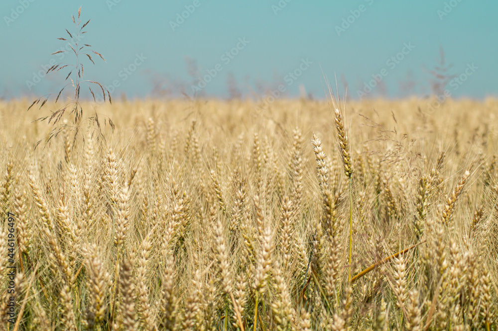 Fototapeta premium field of wheat
