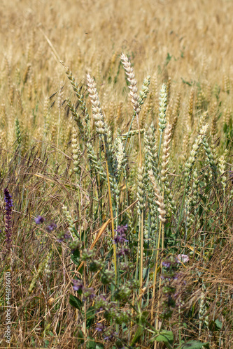 ears of grain