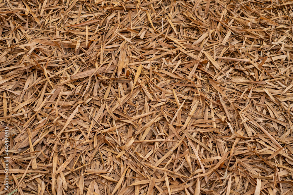 Dry leaves on the ground Leaves cover beauty pattern in the garden forest. autumn leaves trees in summer Beautiful natural colors for the background texture. Dry leaves on the ground Leaves cover beauty pattern in the garden forest. autumn leaves trees in summer Beautiful natural colors for the background texture.