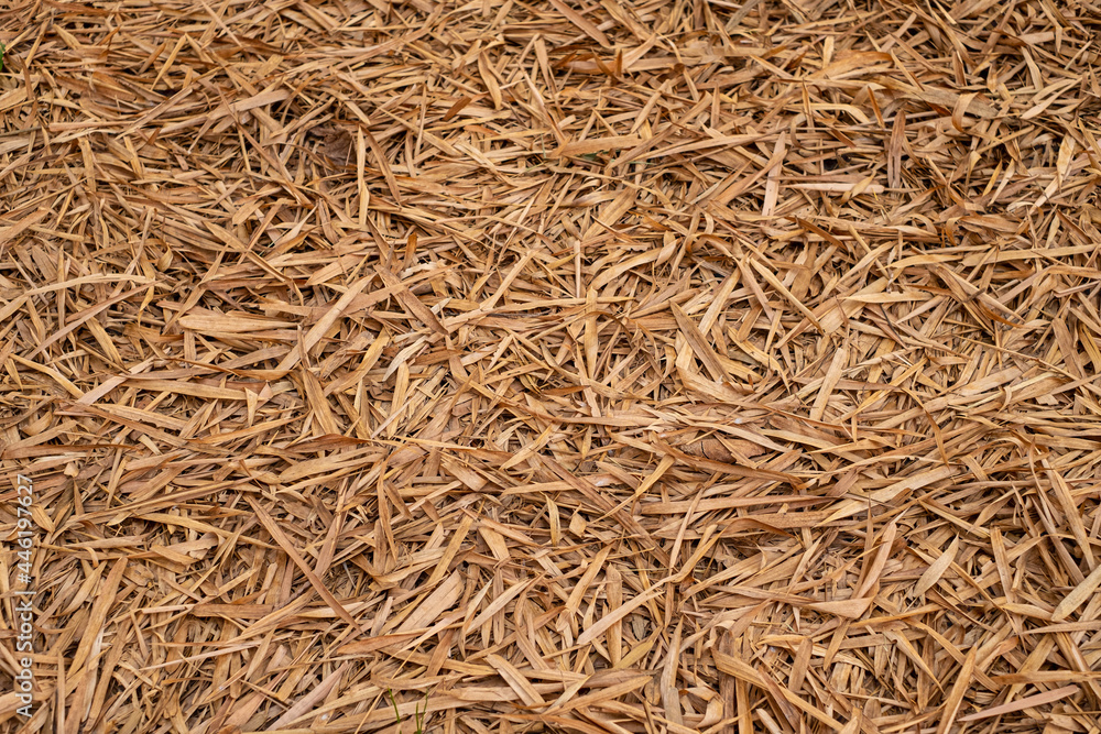 Dry leaves on the ground Leaves cover beauty pattern in the garden forest. autumn leaves trees in summer Beautiful natural colors for the background texture.