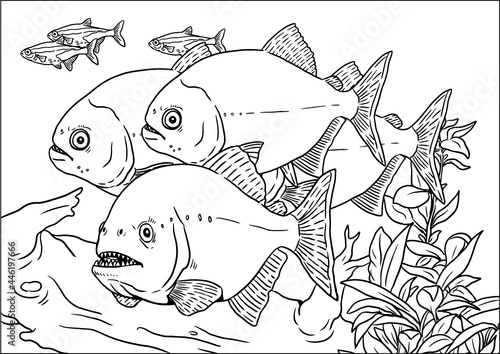 Aquarium with Piranhas for coloring. Predatory fish piranha from the Amazon river. Vector template for children and adults.