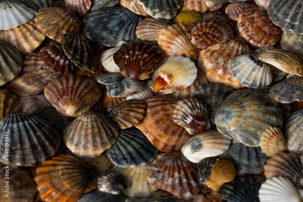 Summer background pattern from seashells. Shell close-up. Ocean coast. Seashells background. Summer background pattern from seashells. Shell close-up. Ocean coast. Seashells background.