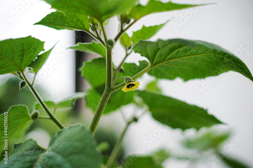 Bilde på lerret Closeup shot of a tiny nightshade physalis flower