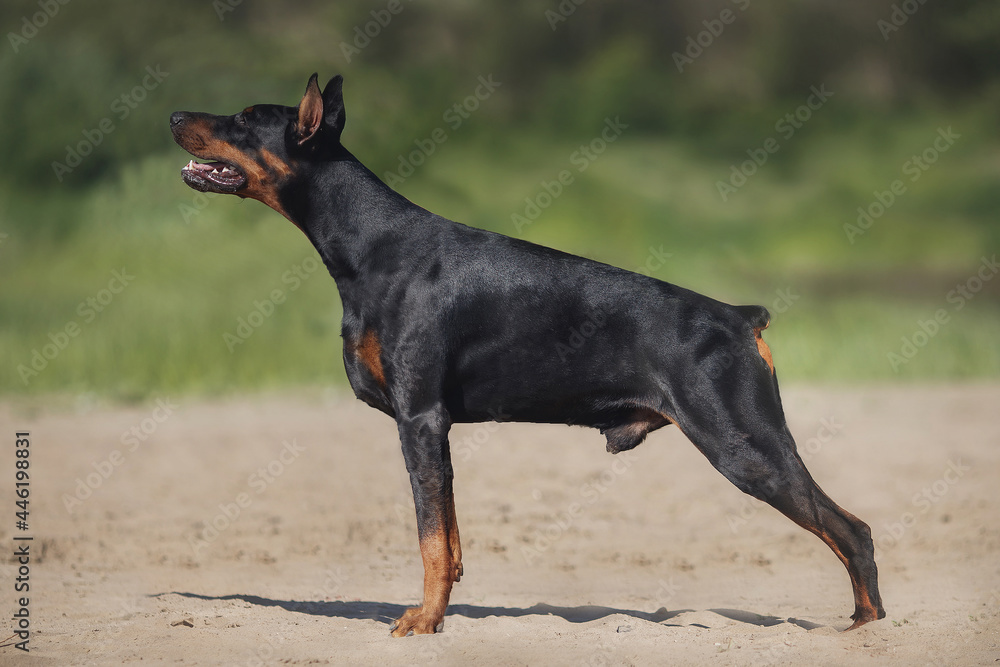 portrait of a dog Doberman Pinscher portrait of a dog Doberman Pinscher