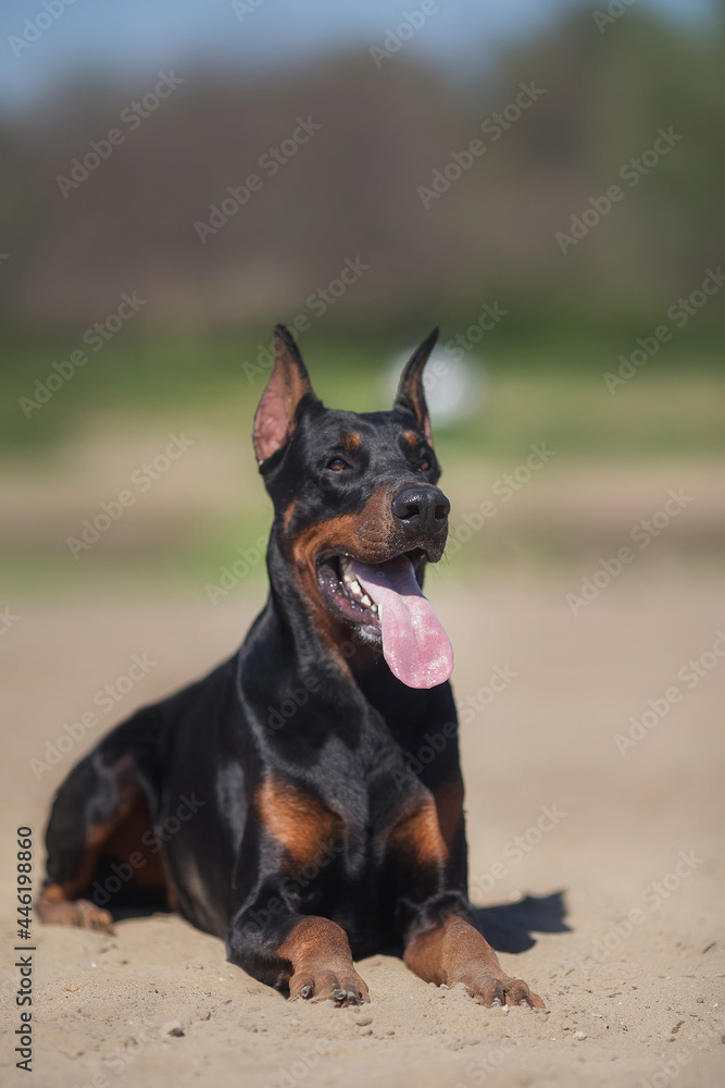 portrait of a dog Doberman Pinscher