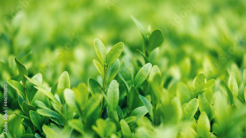 Green and lush grass, close up