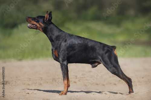 portrait of a dog Doberman Pinscher