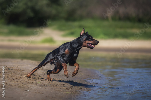 Doberman Pinscher dog running on the beach