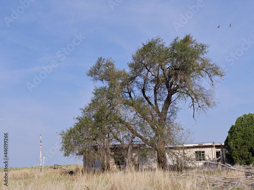 Ruins of a house covered by a tree at Glenrio, one of the ghost towns in New Mexico. photo