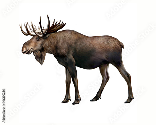 Elk (Alces) © Liliya