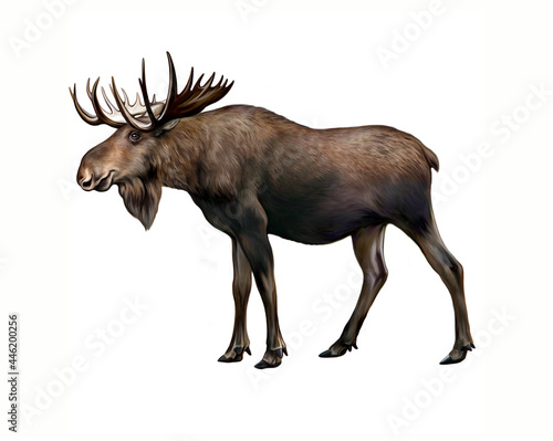 Elk (Alces)