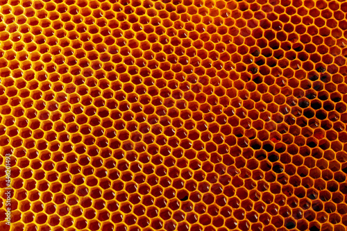 Fresh sweet honey in comb close up with copy space.