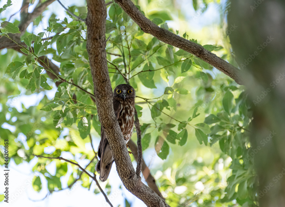 Fototapeta premium アオバズク