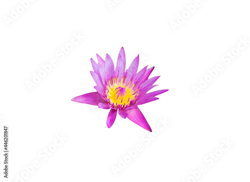 Pink lotus blossoms Pink flower isolated on white background with clipping path