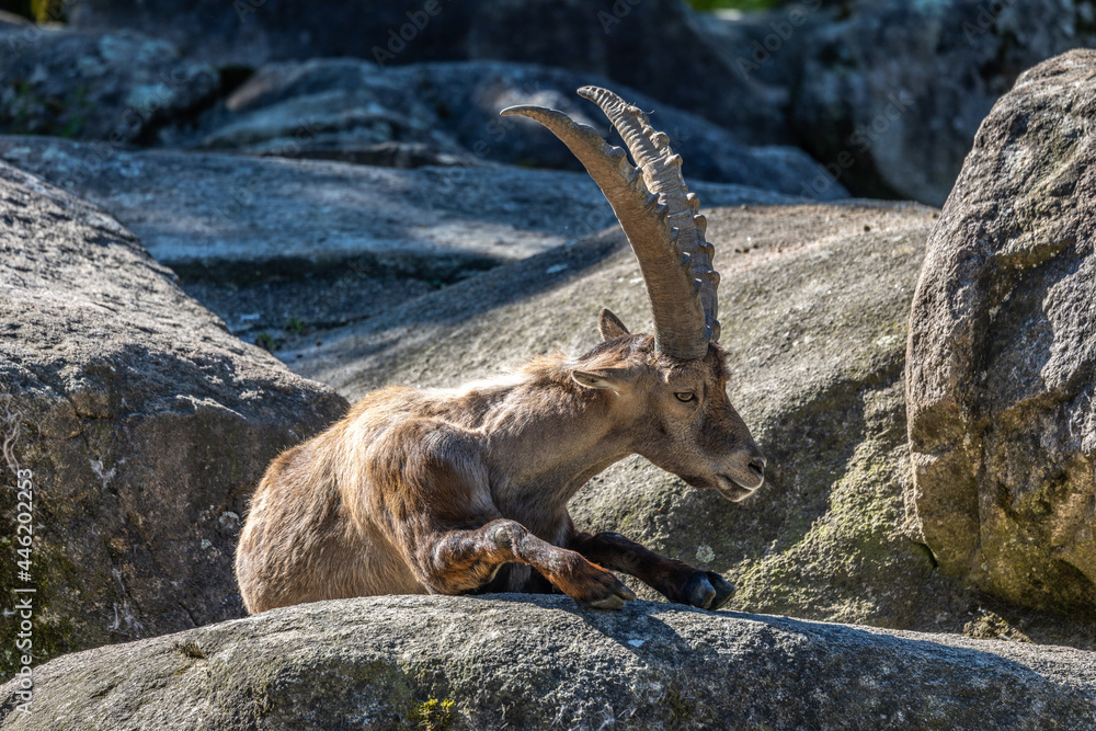 Male mountain ibex or capra ibex sitting on a rock Male mountain ibex or capra ibex sitting on a rock