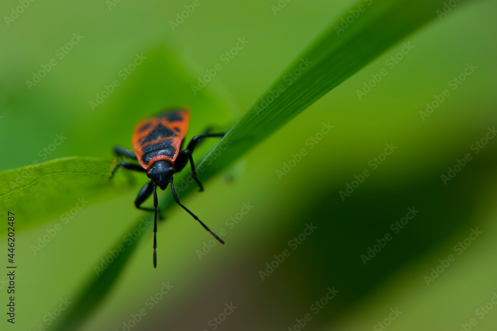 Spilostethus pandurus. Bug soldier on a green background close-up. macro nature. the insect sits on a branch. bright red beetle. red and black color. the first beetle in early spring