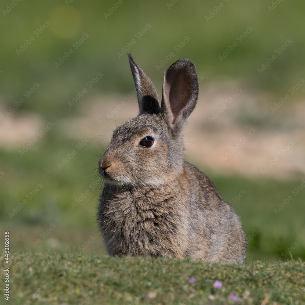 European rabbit, Common rabbit, Oryctolagus cuniculus sitting on a meadow at Munich