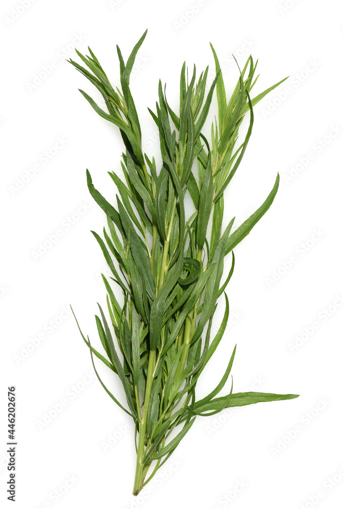 Fototapeta premium Artemisia Dracunculus