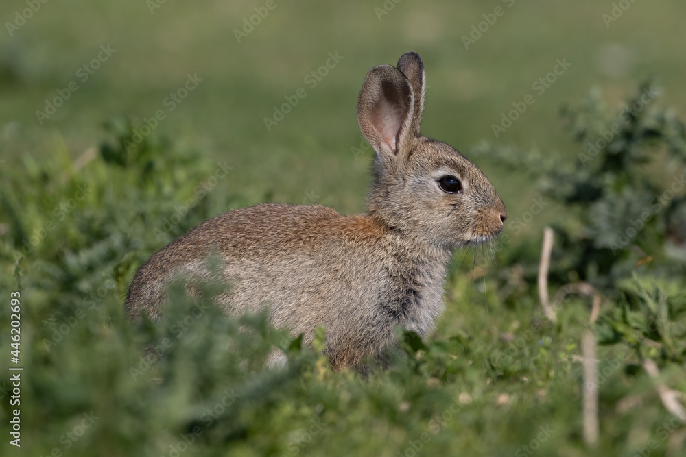 European rabbit, Common rabbit, Oryctolagus cuniculus sitting on a meadow at Munich European rabbit, Common rabbit, Oryctolagus cuniculus sitting on a meadow at Munich