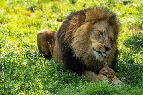 Fototapeta Naklejka Na Ścianę i Meble -  The lion, Panthera leo is one of the four big cats in the genus Panthera