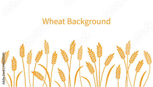 Wheat, barley, field background for oat, cereal. Hand drawn sketch style oat with grain. Wheat vector illustration background. Golden color barley.