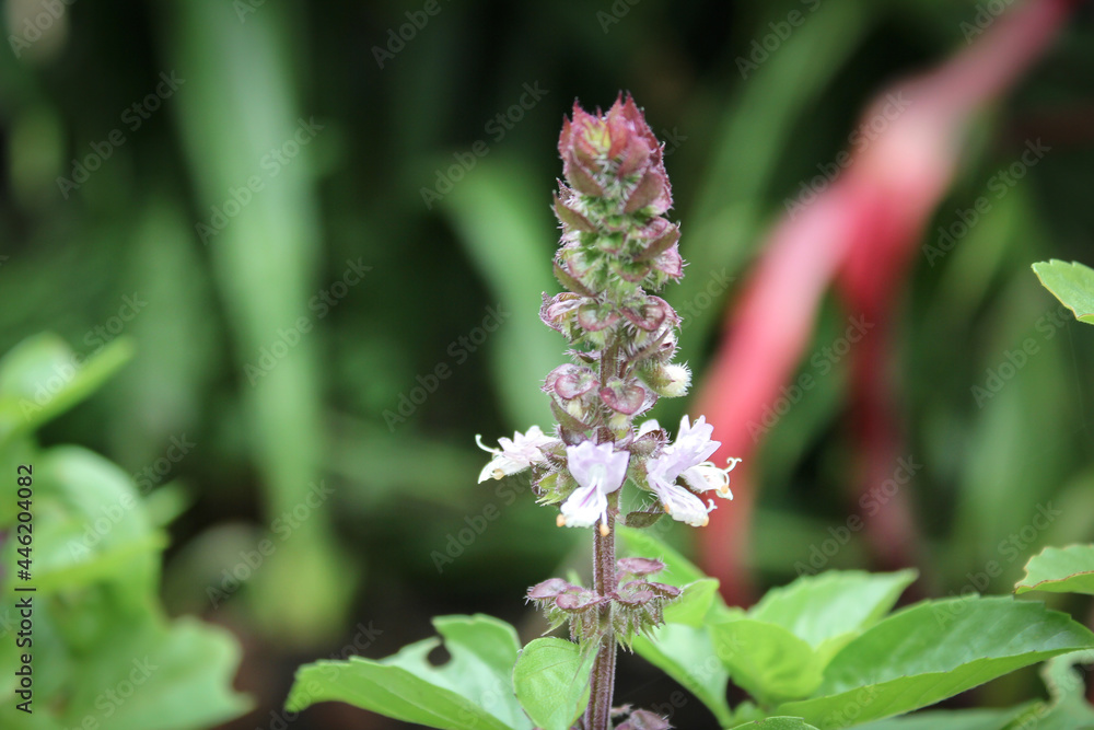 Cinnamon Basil purple flower close up Cinnamon Basil purple flower close up