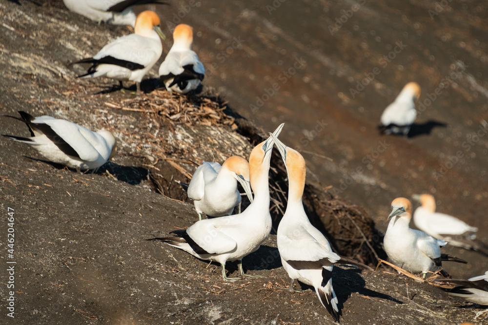 Obraz premium Gannets grooming and clacking of beaks at Muriwai Gannet Colony, Auckland, New Zealand