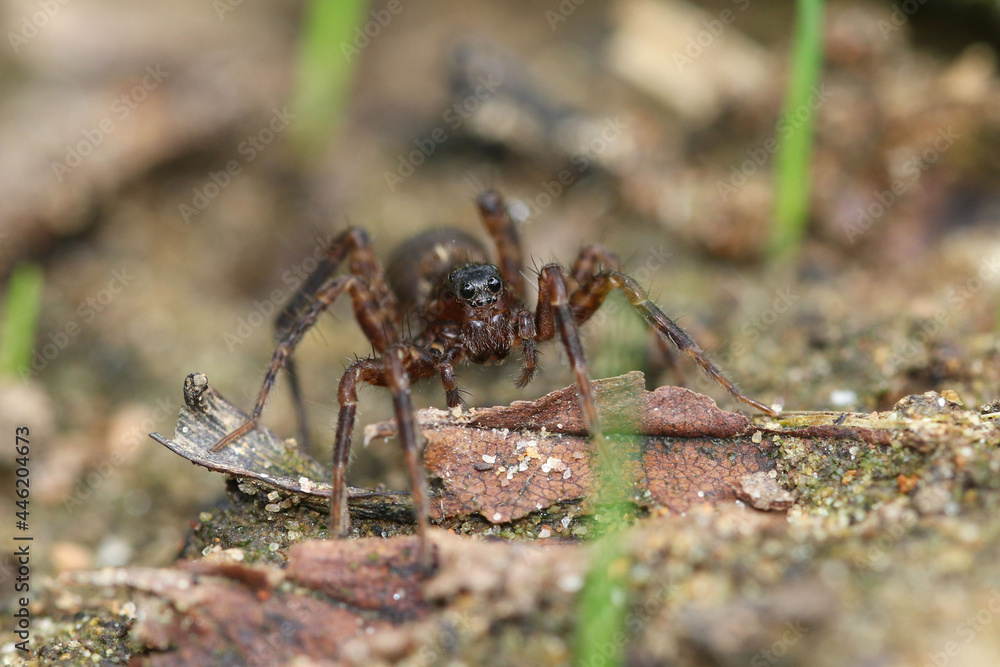 Another frontal vision of a wolf spider Another frontal vision of a wolf spider