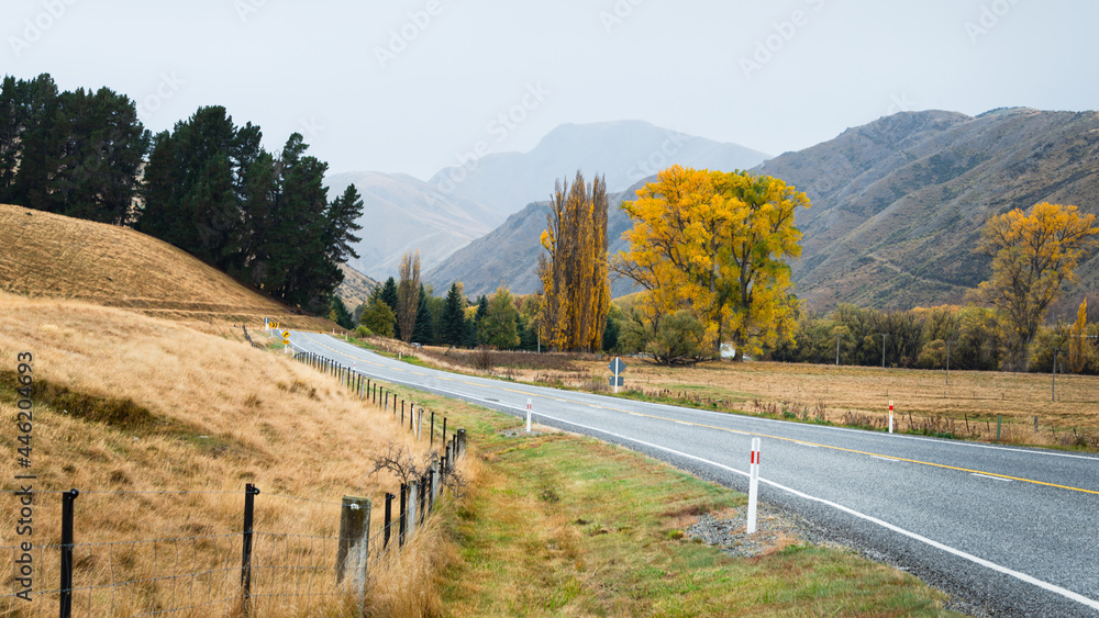 Winding road among golden autumn trees and the rolling hills, Canterbury, South Island
