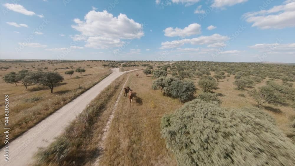 Flying Over Rural Field With Lush Green Trees And Horses Grazing At Daytime - drone shot Flying Over Rural Field With Lush Green Trees And Horses Grazing At Daytime - drone shot