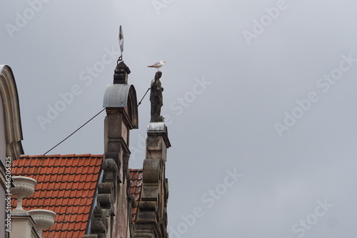 Rzeźba i mewa na starym dachu w Gdańsku, Polska