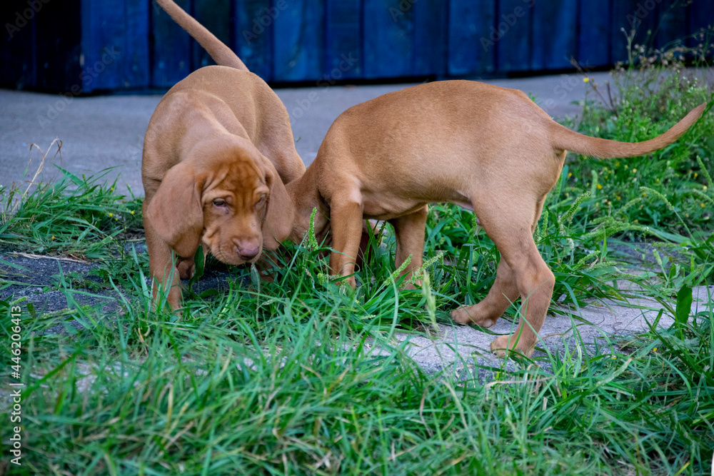 puppy in the grass puppy in the grass