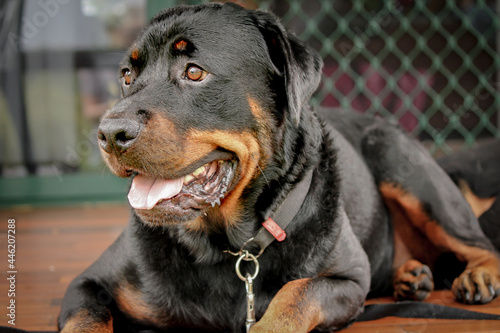 Male rottweiler dog sitting on porch looking off into the distance