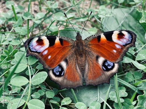 Red butterfly