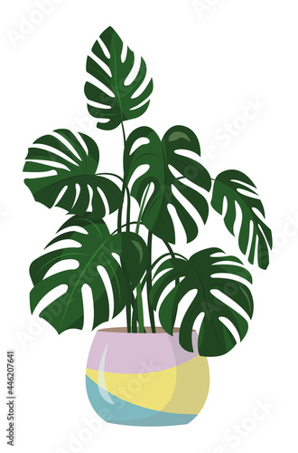 monstera flower in a colored flower pot isolated on a white background. A monster in a flat style. Homemade green flowers.