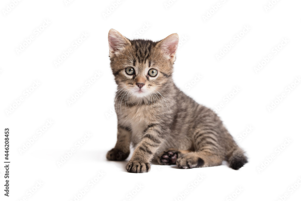 Young gray cat sitting on a wite background