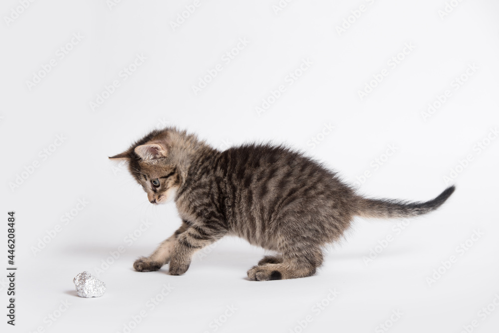 Adorable gray cat playing with aluminium foil ball. Cat isolated on white background Adorable gray cat playing with aluminium foil ball. Cat isolated on white background